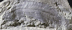 Pterygolepis nitidus fossil