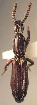 Rhyzodiastes (Temoana) bifossulatus