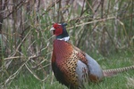 ring necked pheasant