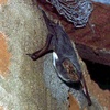 White-bellied tomb bat
