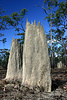 Amitermes laurensis termite mound