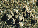 thatch-roof barnacles on rock