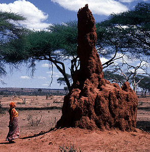 Termite mound (Macrotermes sp), Tarangire, Tanzania