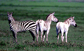 Plains zebra (Equus burchelli) with unusual markings, Serengeti