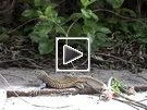 lizard, staying still, then darting very quickly into leafy area.